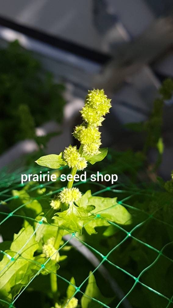 2 Types Strawberry Spinach Seeds Canada. Chenopodium Etsy Canada