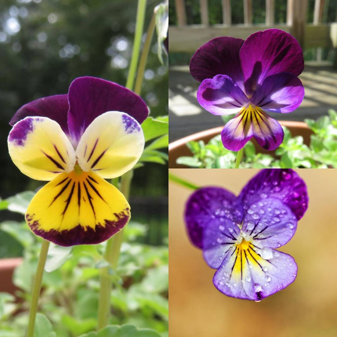 Johnny Jump up Seeds Canada, Viola Tricolor Flower, Zone 3