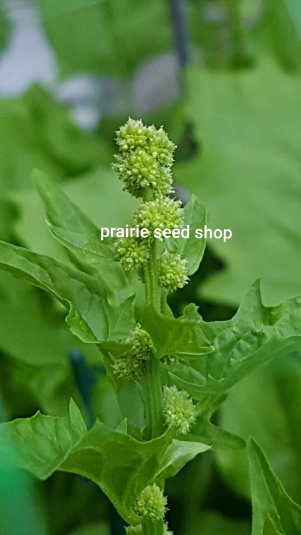 2 Types Strawberry Spinach Seeds Canada. Chenopodium Etsy Canada