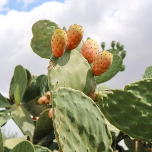 Prickly Pear Cactus Seeds Canada, Optunia Ficus-Indica, Flowering Cactus, Paddle Cactus, Drought Tolerant Succulent, Indoor Houseplant Seeds