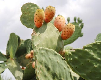 Prickly Pear Cactus Seeds Canada, Optunia Ficus-Indica, Flowering Cactus, Paddle Cactus, Drought Tolerant Succulent, Indoor Houseplant Seeds