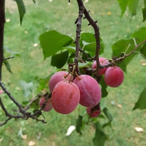 May include: A plum tree branch laden with ripe plums. The plums are a deep reddish-purple hue, with smooth skin. The branch is brown, and the image includes green leaves. The background is blurred, showing green grass.