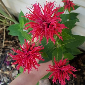 Scarlet Bee Balm Flower Seeds Canada, Pink Monarda Didyma, Bergamot Seeds, Hardy Zone 3 Perennial, Wildflower Garden Seeds, Canadian Seller