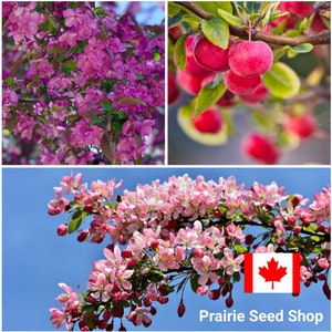 Ornamental Flowering Crabapple Tree Seeds Canada, 10+ Heirloom Seeds, Zone 3+ Cold Hardy Pink Flowering Blossom Tree, Tree Seeds Canada