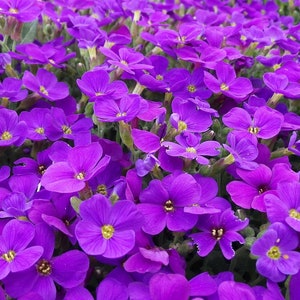 Aubrieta Seeds Canada, Perennial Flower, False Rockcress Lilac Bush Aubretia Cushion Pillow, Low Growing Hardy Border, Pink Purple Color Mix