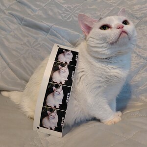 May include: A white cat with green eyes looks upward, with a strip of stickers featuring cat images. The stickers have the word "PUNK" printed on them. The cat is sitting on a light blue quilted surface.