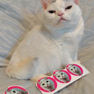 Puede incluir: Un gato blanco con marcas grises está sentado sobre una superficie acolchada azul claro. Pegatinas con la cara de un gato en un círculo rosa están esparcidas. El gato tiene una expresión de mal humor.