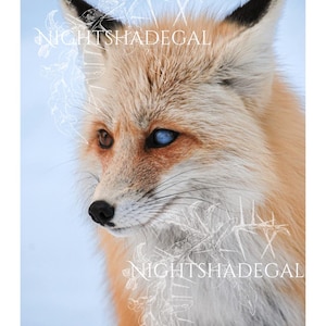 Fox Photography Print