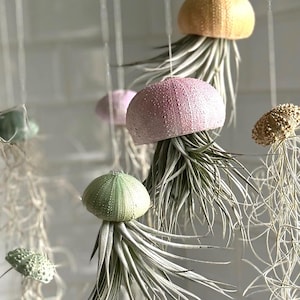 Handmade Clay Air Plant Holder: Sea Urchin Jellyfish Theme