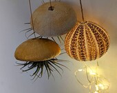 Golden trio, two golden clay sea urchin air plant holders with red ionather and one golden, mauve and earth toned sea urchin light