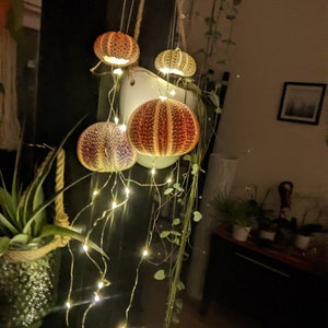 Sensory shell  lights with crystals and 4 sea urchins, from 3cm /8cm with soft glowing fairy lights