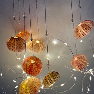 Dopamine decoration, four urchin shells, string lights, bedroom accent, hanging on silver thread with rose quarts crystal beads image 2