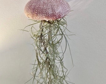 Spanish moss with sea urchin planter, handmade using clay, jellyfish air plant