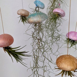 Jellyfish Airplant wow I have never seen anything like this