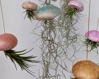 Hanging jellyfish air plant support, sea urchin hand made design using clay