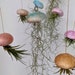 see more listings in the jellyfish air plants section