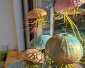 Jellyfish air plant holders with live tillisandias hanging on golden thread
