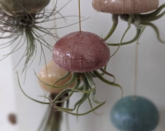 Air plants in handmade clay holders, jellyfish theme, using various sea urchin patterns, vegan, sustainable