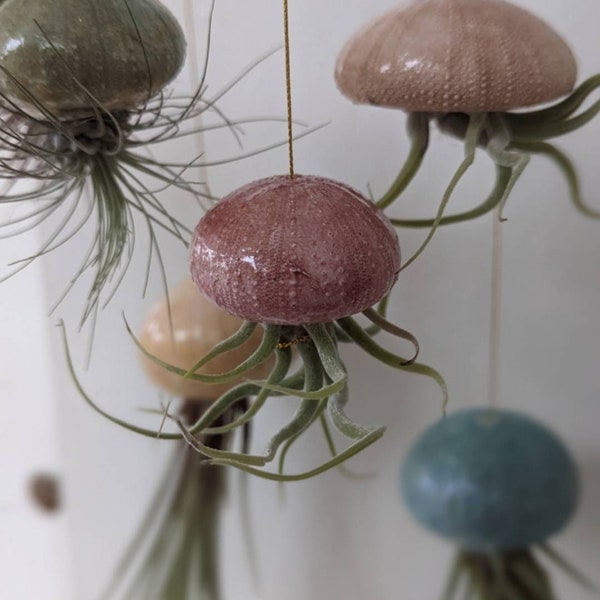 Air plants in handmade clay holders, jellyfish theme, using various sea urchin patterns, vegan, sustainable