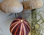Two jellyfish air plants with on sea purple and white sea urchin with fairy lights