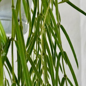 Puede incluir: Primer plano de una planta verde Hoya linearis con hojas largas, delgadas y en cascada. La planta está en una maceta transparente, con un fondo blanco. Las hojas son de color verde vibrante.