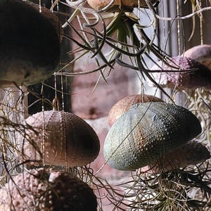 Hanging jellyfish air plant support, sea urchin hand made design using clay, air plants not included.