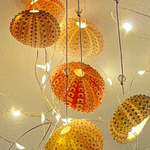 Dopamine decoration, four urchin shells, string lights, bedroom accent, hanging on silver thread with rose quarts crystal beads image 3