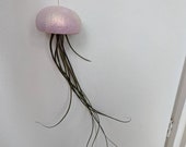 Large jellyfish air plante pot live air plant, t.butzi