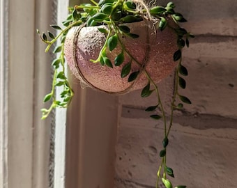 Handmade clay sea urchin hanging pink plant pot, with string of pearls succulent plant, 12cm, 6cm depth hanging on 25cm twine hanger