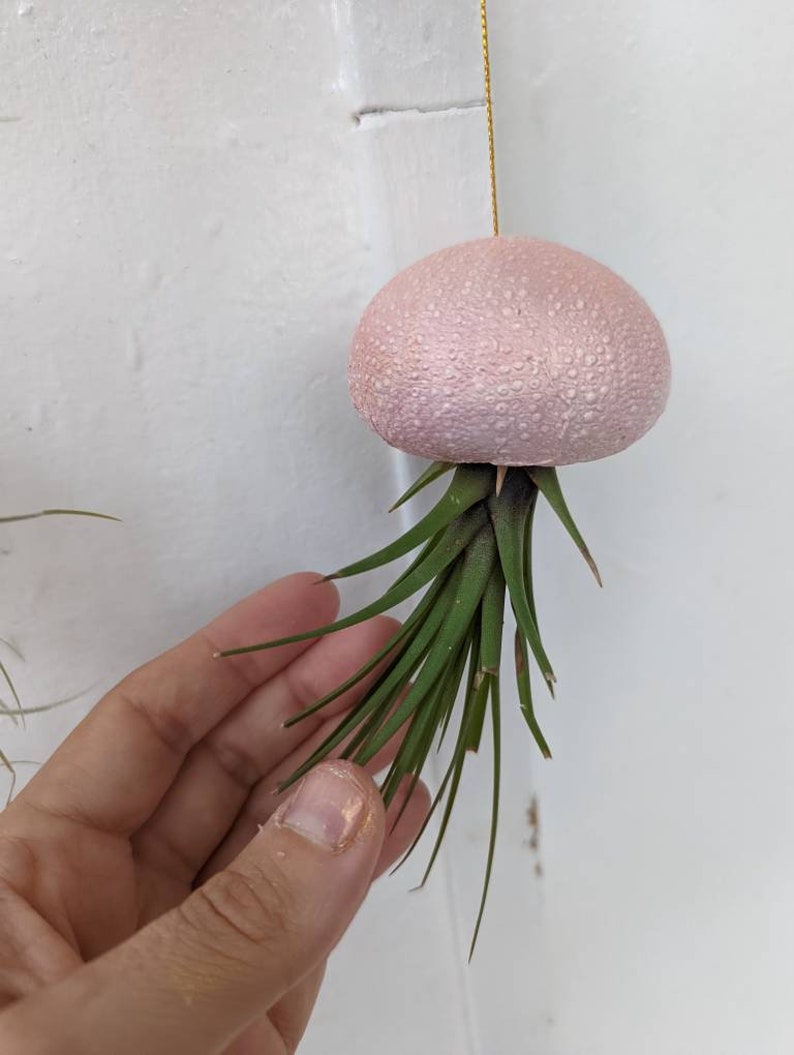 Hanging Jellyfish Air Plant Support Sea Urchin Hand Made Etsy