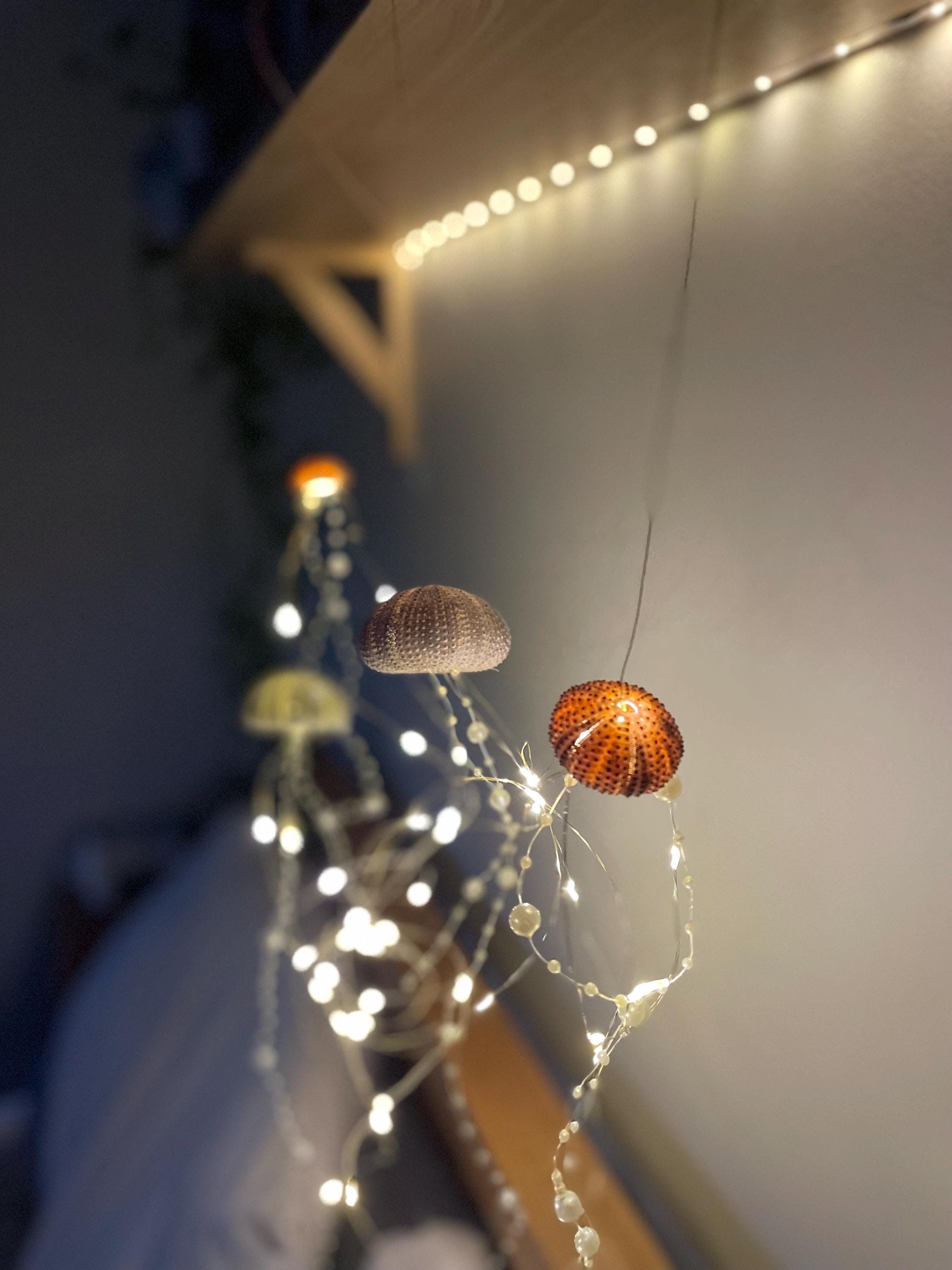 Jellyfish Lamps, Four Sea Urchin Shells With 50 Led Battery Operated ...