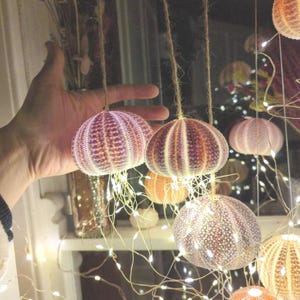 Könnte beinhalten: Dekorative hängende Seeigel-Schalen in Lila, Orange und Weiß, an Schnüren aufgehängt. Die Schalen werden von kleinen, warmweißen Lichterketten beleuchtet, die ein sanftes Leuchten erzeugen. Die Schalen haben einen Durchmesser von etwa 7.6 cm.