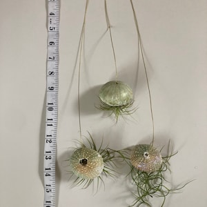 Op de afbeelding: Drie luchtplanten hangen aan een gouden draad. De luchtplanten bevinden zich in groene, witte en bruine schelpen. De schelpen hebben een diameter van ongeveer 5 cm. De luchtplanten hangen aan een witte muur met een meetlint op de achtergrond.