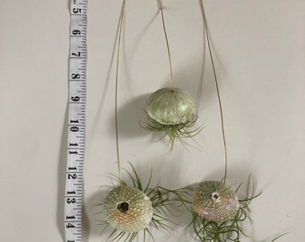 Tillisandias di polpo galleggianti, vasi per piante sostenibili per piante purificatrici dell'aria, supporto per piante aeree a tema spiaggia, vasi per piante decorative