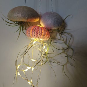 May include: Three hanging sea urchin shell decorations with air plants and fairy lights. The shells are beige, pink, and orange. The small, warm-toned lights create a soft glow. The air plants add a touch of green, creating a unique display.