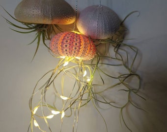 Trio of jellyfish planters and lights, two pots made from clay two air plants and a sea urchin shell with fairy lights