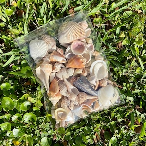 May include: A clear plastic bag filled with a variety of seashells. The shells are in shades of white, tan, brown, and pink. The bag is resting on a bed of green grass.