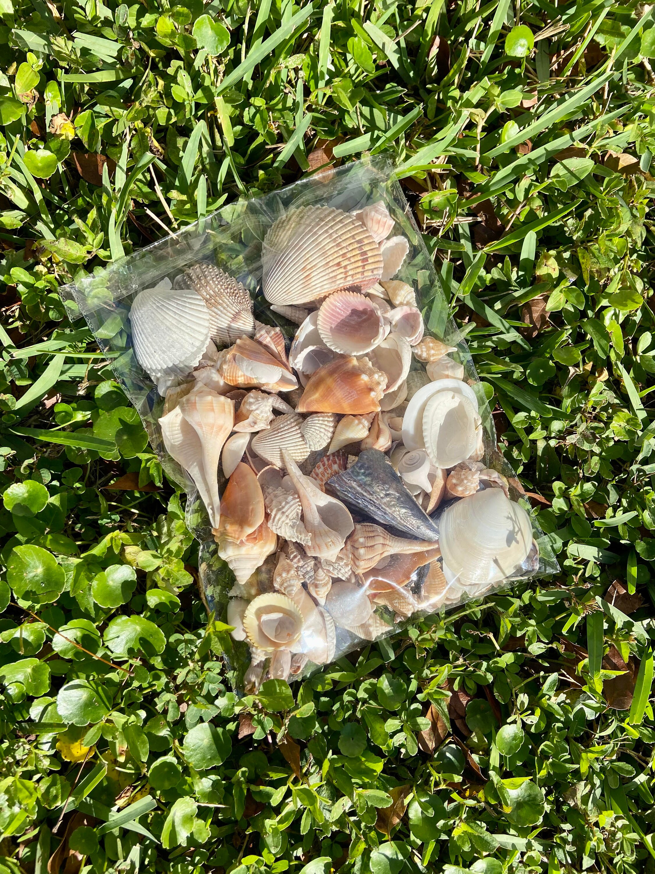 Seashell Packaging 10