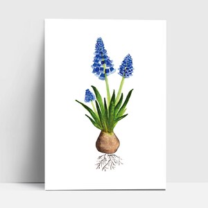 Postkarte "Perlenhyazinthe" | Grußkarte | Postkarte | Aquarell