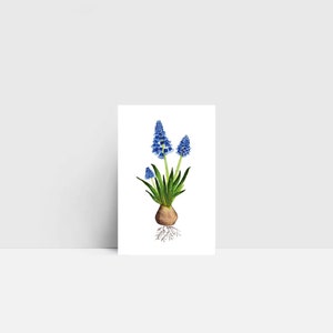 Mini-Karte "Perlenhyazinthe" | kleine Grußkarte | Mini-Postkarte | Mini | Aquarell | Blume | 55x85mm