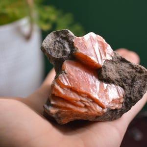 Orange Celestine from Caledon, Ontario image 3