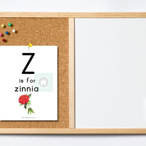 May include: A white card with the letter Z in black, the text "Z is for zinnia" and a red zinnia flower illustration. The card is pinned to a cork board with a yellow pushpin. A white board with a black marker is to the right of the cork board.