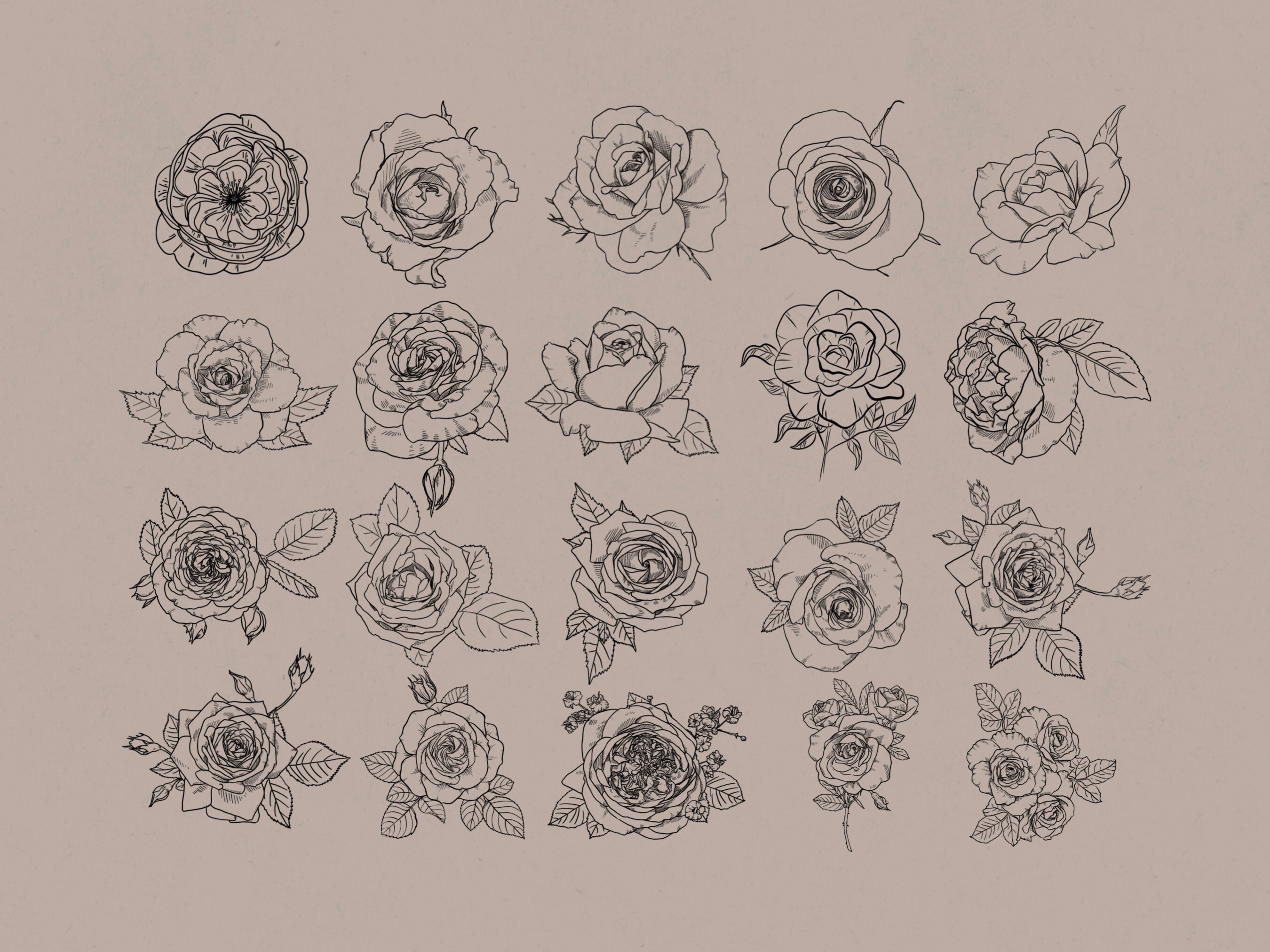 Roses Procreate Stamp Brush Set - Etsy