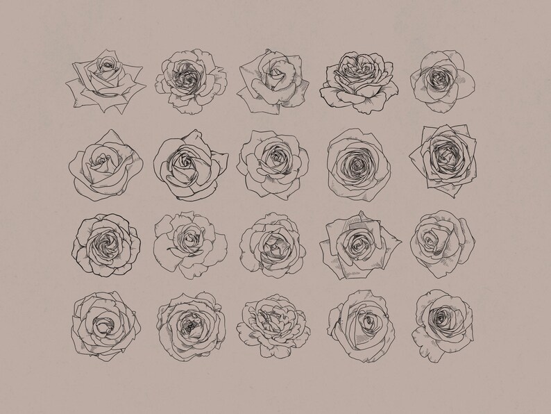 Roses Procreate Stamp Brush Set Etsy