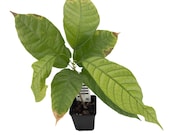 jose buono variegata Philodendron Jose Buono Variegata