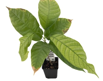 1 Kakaobaum | Theobroma Cacao | Forastero | Aus Samen gezogen | Selten in der EU | Zimmerpflanze