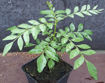 1 planta de caril muito feliz para folhas frescas de - Murraya Koenigii