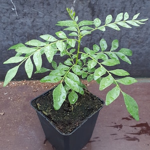 1 sehr glückliche Currybaum plant für frische Curryblätter Murraya Koenigii Bild 1
