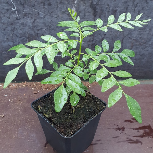 1 planta de caril muito feliz para folhas frescas de - Murraya Koenigii