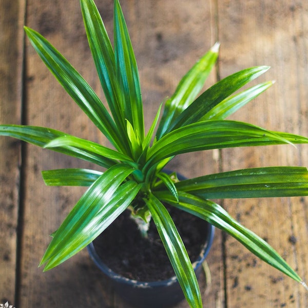 1 feliz planta de Pandan- Pandanus Amaryllifolius